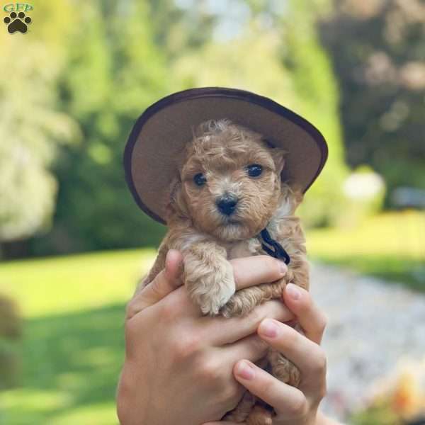 Prince Kaspian, Bich-Poo Puppy